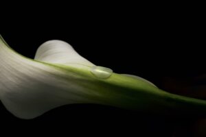 ラミネートベニアってどういうもの?ブラックフィルムとの違い