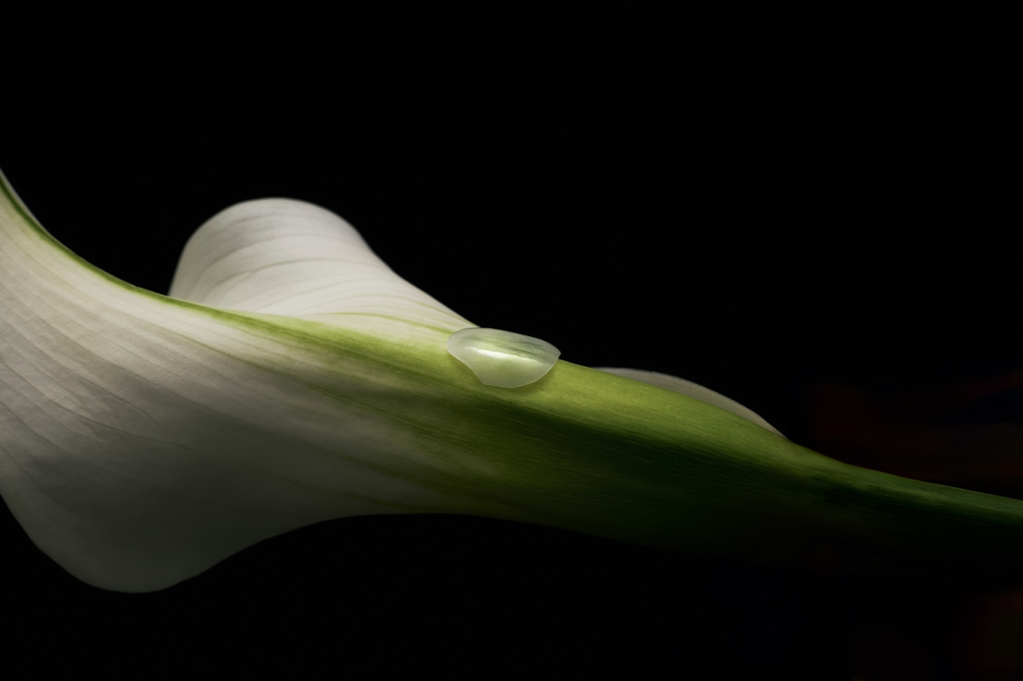 ラミネートベニアってどういうもの？ブラックフィルムとの違い