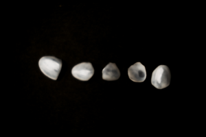 ブラックフィルム