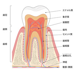 歯